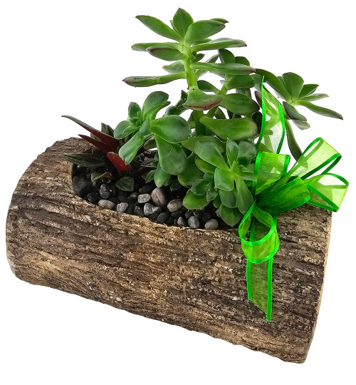 Succulent Log Planter