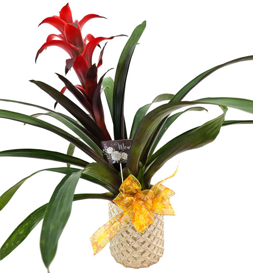 Bromeliad Planter - Small