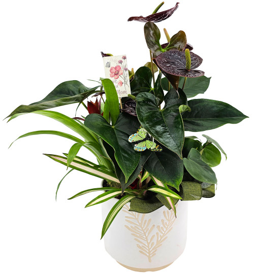 Red Anthurium Planter