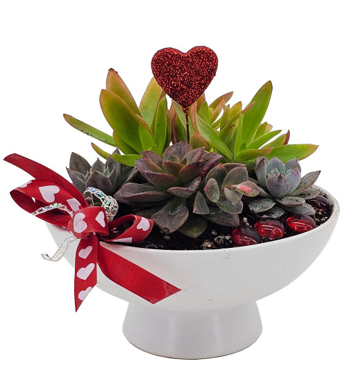 Love Grows Here Succulent Garden