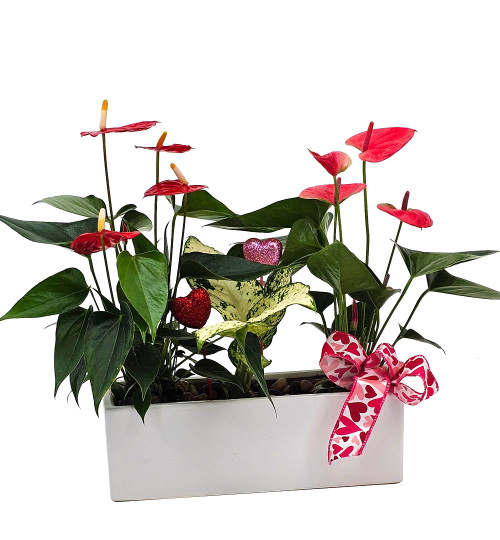 Hearts in Bloom Anthurium Planter
