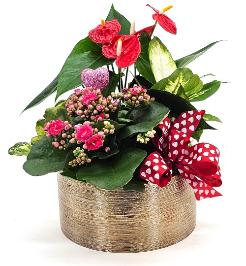 Enduring Love Dish Garden