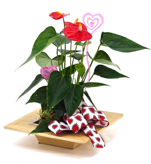 Modern Love Anthurium Planter