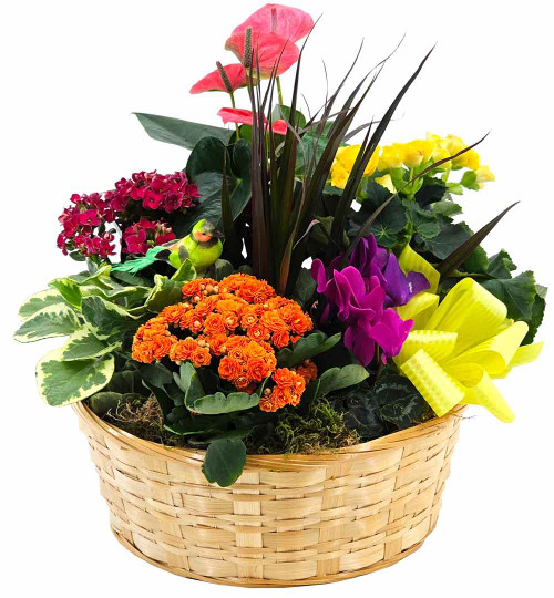 Spring Celebration Blooming Garden Basket