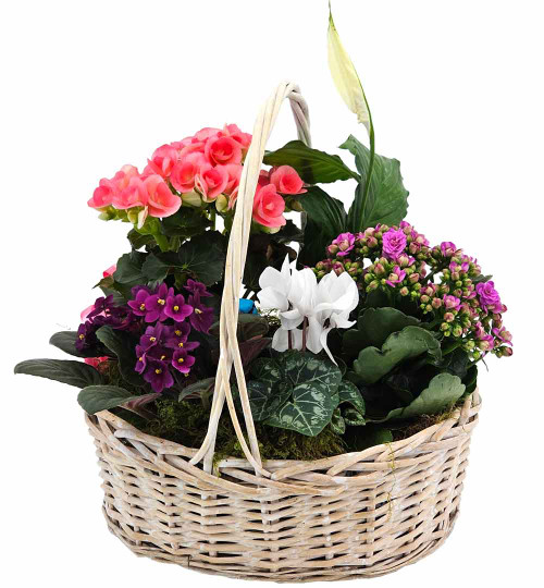 Blooming Garden Gift Basket