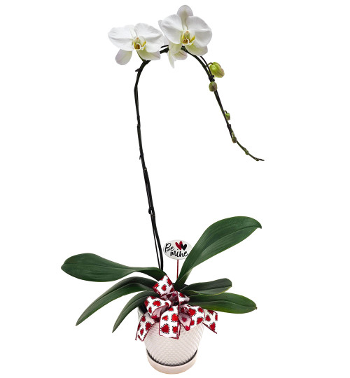 1-Stem White Phalaenopsis Orchid Plant
