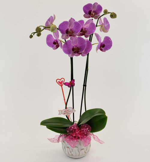 2-Stem Purple Phalaenopsis Orchid Plant