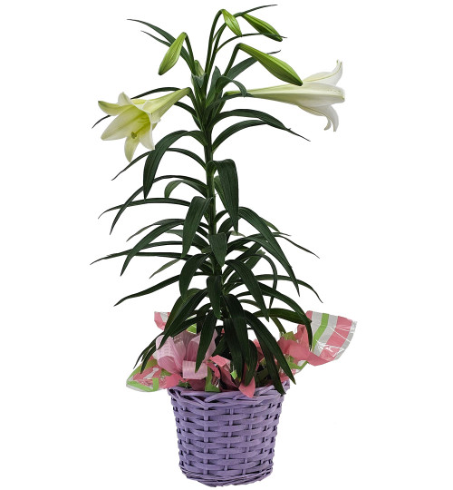 Easter Lily Plant