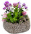 Mini-Phalaenopsis Orchid Dish Garden