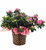 Blooming Azalea Plant