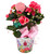 Blooming Rieger Begonia Plant for Valentine's