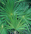 Palmetto Palms for Palm Sunday 