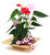 Modern Love Anthurium Planter