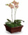 Divine Orchid