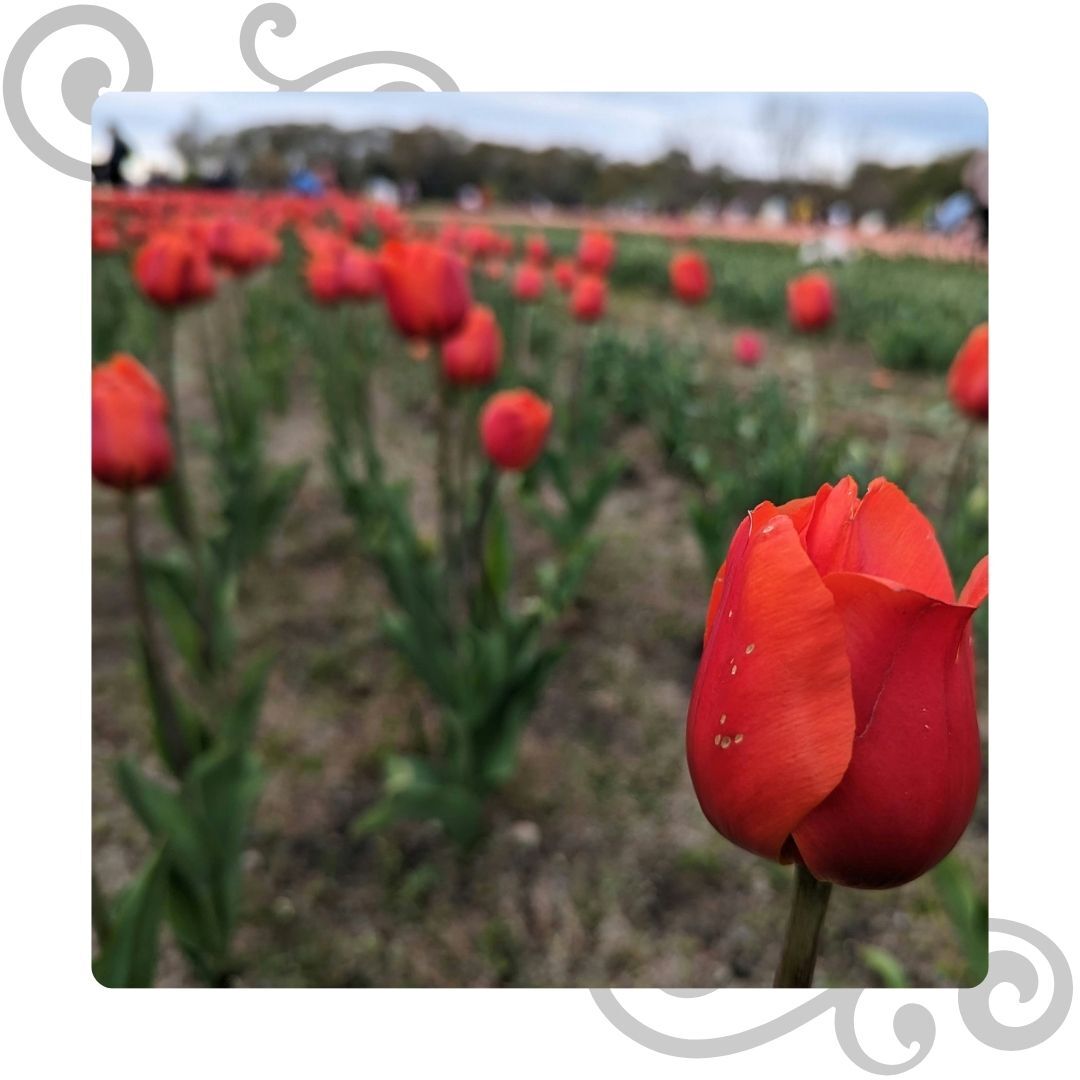 tulip field in Holland