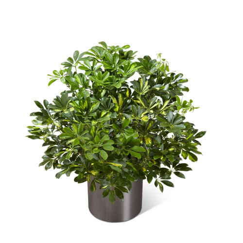 indoor succulent planter with drainage Succulent Pots, 4 Inch Small Succulent Planter Pot with Drainage Bamb