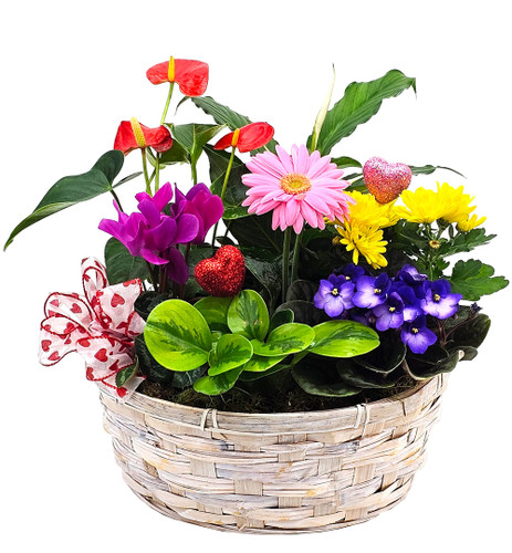 Sweetheart Blooming Garden Basket | Valentine's Plants | Nancy's