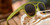 Fossil Finding Focals Fossil Finding Focals