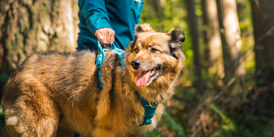 pet dog harness