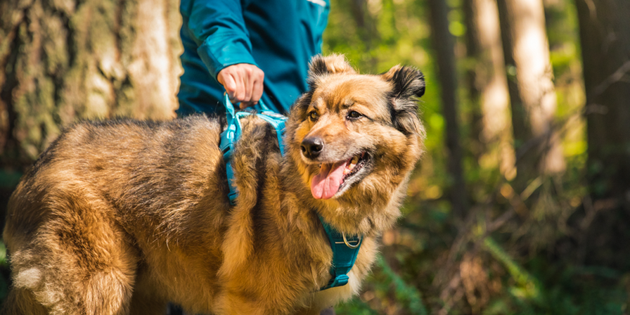 Collars, Leashes, and Harnesses for Dogs