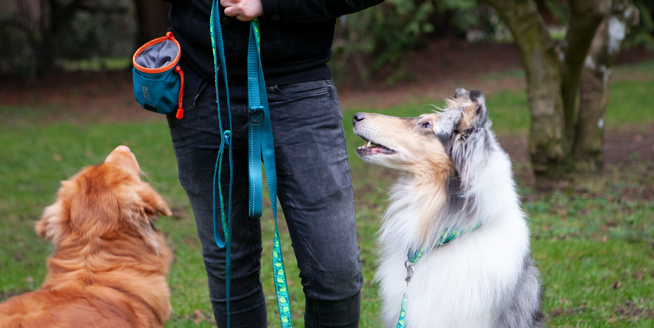 Rough Collie Training