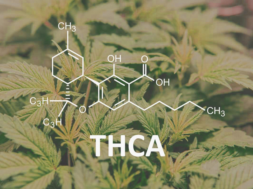 What Is THCA? Comprehensive Guide on THCA vs. THC, Benefits, and Risks