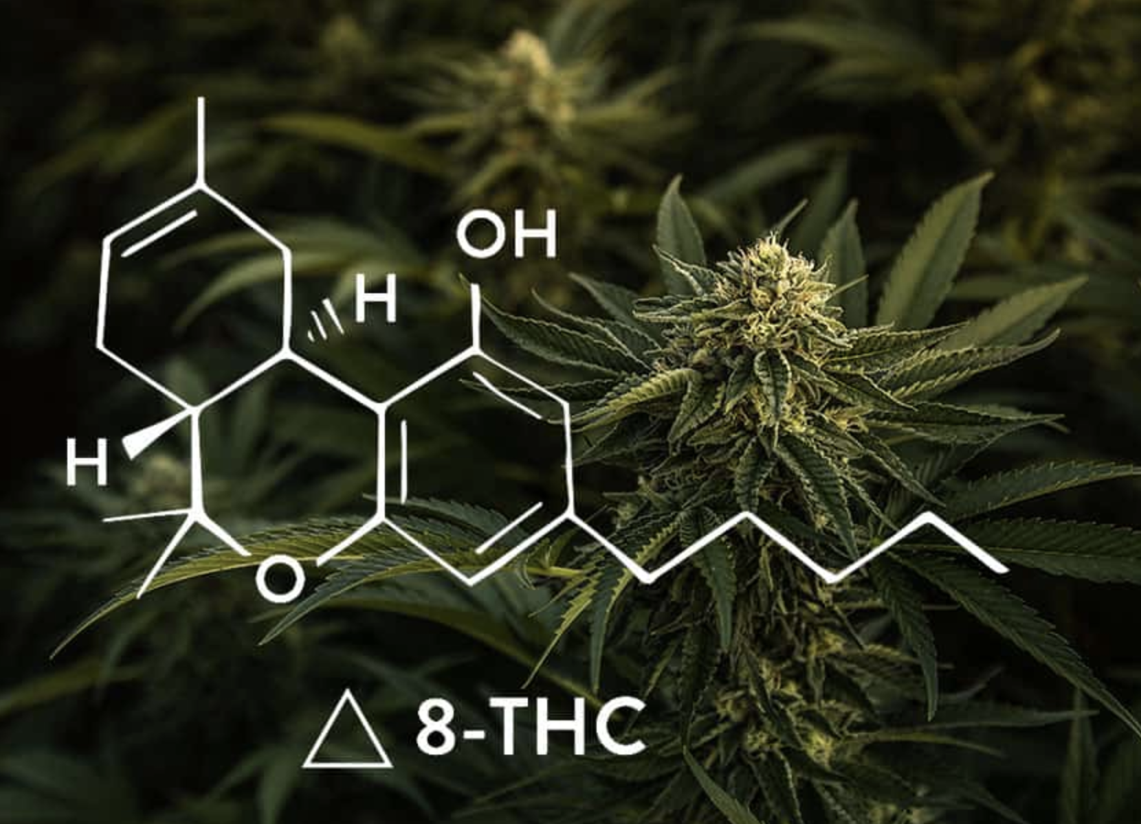What Is Delta 8 THC? An In-Depth Look. Where to buy?
