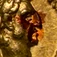 Obverse - Close-up on copper spot. 

See NGC article, "Gold Coin Grading: Seeing Spots Is Not Necessarily a Bad Thing" [3/21/2009] 

Link: https://www.ngccoin.com/news/article/1197/gold-coin-grading/