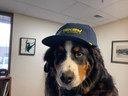 Hank The Dog Wearing the Navy Hat