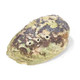 Rainbow Paua Abalone Shell (Haliotis Iris)