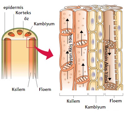 floem-ksilem-madde-tasinimi-1-.jpg