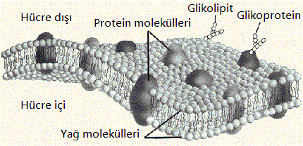 hucre-zar-yapisi.gif