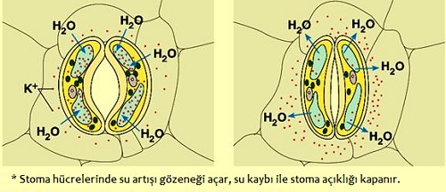 stomalar-n-acilip-kapanma-mekanizmasi.jpg