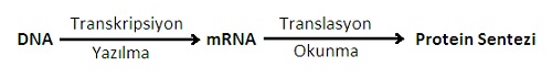 transkripsiyon-translasyon.jpg