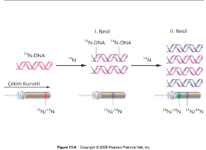 yari-korunumlu-dna-eslesmesi.png