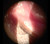 Marco ION Imaging System Sample View