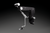 AT 870 Applanation Tonometer