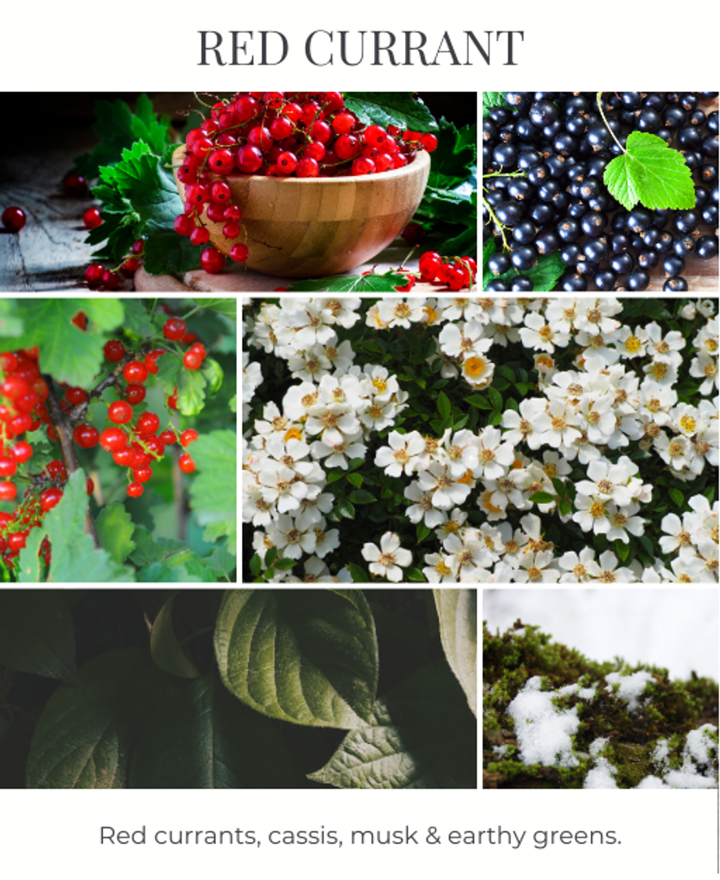 Red Currant Red Currant