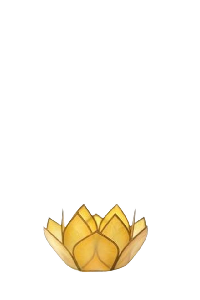 capiz paradise lotus SUNSHINE