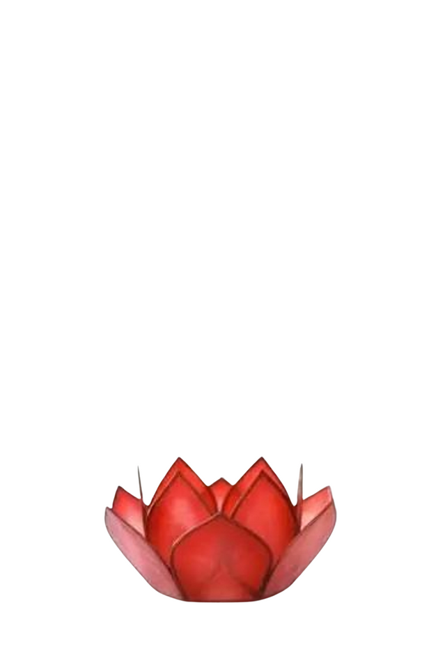 capiz paradise lotus HORIZON