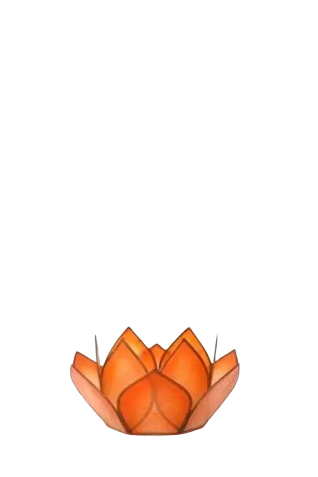 capiz paradise lotus MANGO