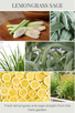 reed diffuser LEMONGRASS SAGE