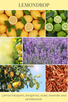 reed diffuser LEMONDROP