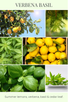 home fragrance oil VERBENA BASIL