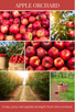 tea light 10pk APPLE ORCHARD