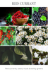 holiday mason RED CURRANT