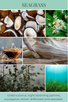 eco beans SEAGRASS