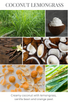 18oz COCONUT LEMONGRASS