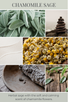 CHAMOMILE SAGE scent description: Herbal sage with the soft and calming scent of chamomile flowers.