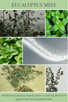 EUCALYPTUS MINT scent description: Herbal eucalyptus leaves with a cooling blend of spearmint and peppermint.